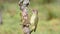 European green woodpecker perched