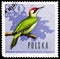 European Green Woodpecker (Picus viridis), Forest Birds serie, circa 1966