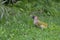 European green woodpecker Picus viridis in the grass, the bird likes to eat ants and is often seen on the ground, copy space