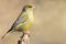 European Greenfinch