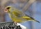 European Greenfinch Bird