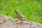 European Greenfinch bird in yellow green color eating sunflower