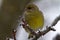 The European greenfinch on the branch in winter