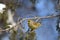 European Greenfinch carduelis chloris