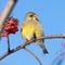 European Greenfinch (Carduelis chloris)