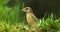 European Greenfinch, carduelis chloris, Female Eating Seeds, Normandy