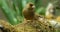 European Greenfinch, carduelis chloris, Female, Normandy