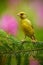 European Greenfinch, Carduelis chloris, Green and yellow songbird sitting on the green larch branch, with pink flowers in the bac