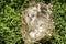 European Greenfinch (Carduelis chloris) nest attacked by magpie with broken egg