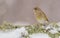 European Greenfinch - Chloris chloris