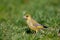 European greenfinch Chloris chloris