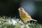 European Greenfinch - Chloris chloris