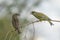 European Greenfinch Chloris chloris and a House Sparrow Passer domesticus on a branch.