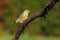 The European greenfinch, or just greenfinch Chloris chloris sits on a twig. Small green European passerine on a branch