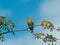 An european greenfinch sitting on a rowan tree branch