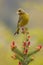 European greenfinch sitting on tree in spring in vertical shot