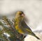 European greenfinch on a snowy branch