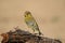 European greenfinch stands on a branch and shows beautiful feathers