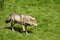 EUROPEAN GREY WOLF