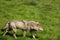 EUROPEAN GREY WOLF