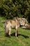 EUROPEAN GREY WOLF