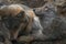 European grey wolf, Canis lupus lupus, showing communal behaviour while resting with young