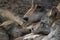 European grey wolf, Canis lupus lupus, showing communal behaviour while resting with young