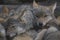 European grey wolf pups cuddling together, Canis lupus lupus