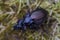 European Ground Beetles