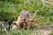 European Ground squirrel