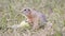 European ground squirrel