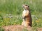 European ground squirrel (Cynomys ludovicianus). Made with Generative AI