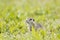 European ground squirrel in the grass