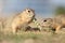 European ground squirrel, lat.Spermophilus citellus