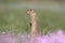 European ground squirrel sitting in the green grass with pink flower. Spermophilus citellus