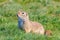 European ground squirrel, Souslik Spermophilus citellus natural environment