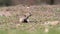 European Ground Squirrel Spermophilus citellus