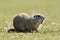 European ground squirrel (Spermophilus citellus)