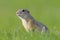 European Ground Squirrel, Spermophilus citellus