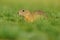 European Ground Squirrel, Spermophilus citellus, sitting in the green grass during summer, Czech
