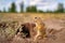 European Ground Squirrel, Spermophilus citellus, sitting in the green grass during summer, detail animal portrait, Czech Republic