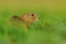 European Ground Squirrel, Spermophilus citellus, sitting in the green grass during summer, detail animal portrait, Czech Republic