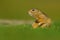 European Ground Squirrel, Spermophilus citellus, sitting in the green grass during summer, detail animal portrait, Czech Republic