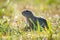 European ground squirrel. Wild animal in the meadow wet with morning dew