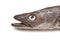 European Hake Fish Head