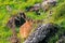 European hare Brown hare with brown fur, eyes, sitting in gree