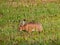 The European hare or brown hare feeding and eating grass surrounded with greenery early in the morning in summer