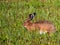 The European hare or brown hare feeding and eating grass surrounded with greenery early in the morning in summer