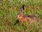 The European hare or brown hare feeding and eating grass surrounded with greenery early in the morning in summer