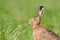 European hare in a field, Jura, France